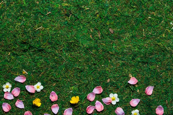 Spring Grass Petals Flowers Top View High Angle — Stock Photo, Image