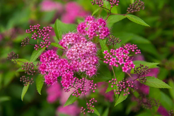 Belle Piante Giardino Estive Fiore — Foto Stock