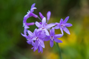 Çiçek açmış güzel yaz bahçeleri