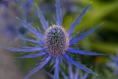 Çiçek açmış güzel yaz bahçeleri