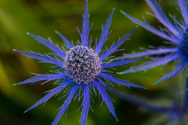 Çiçek açmış güzel yaz bahçeleri