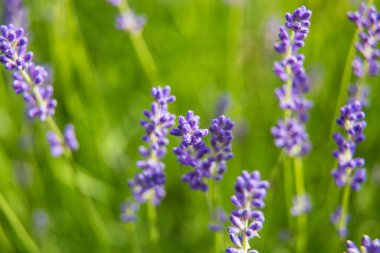 Çiçek açmış güzel yaz bahçeleri