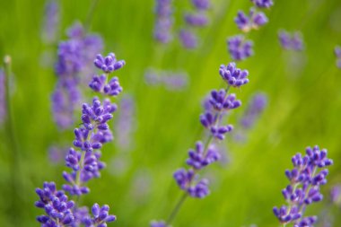 Çiçek açmış güzel yaz bahçeleri