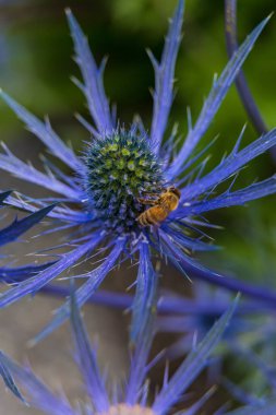 Çiçek açmış güzel yaz bahçeleri