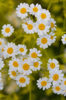 Çiçek açmış güzel yaz bahçeleri