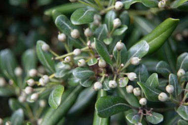 Çiçek açmış güzel yaz bahçeleri