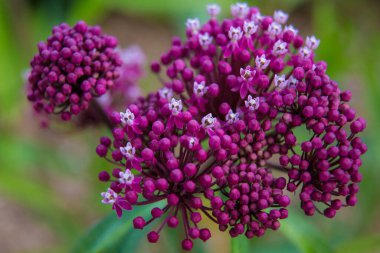 Çiçek açmış güzel yaz bahçeleri