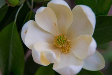 Çiçek açmış güzel yaz bahçeleri