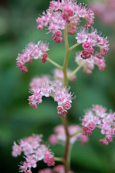 Belle Piante Giardino Estive Fiore — Foto Stock