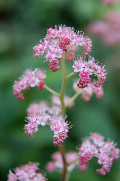 Belle Piante Giardino Estive Fiore — Foto Stock