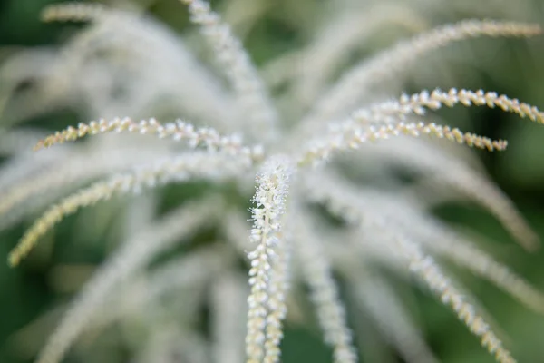 Belle Piante Giardino Estive Fiore — Foto Stock