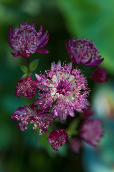 Hermosas Plantas Jardín Verano Flor —  Fotos de Stock