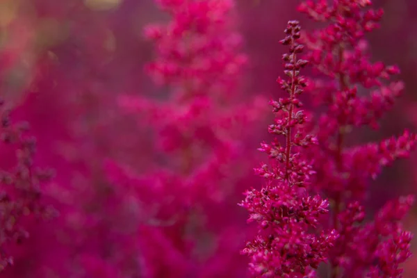 開花中の美しい夏の庭の植物 — ストック写真