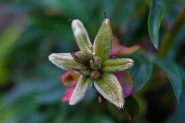 開花中の美しい夏の庭の植物 — ストック写真