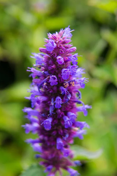 開花中の美しい夏の庭の植物 — ストック写真