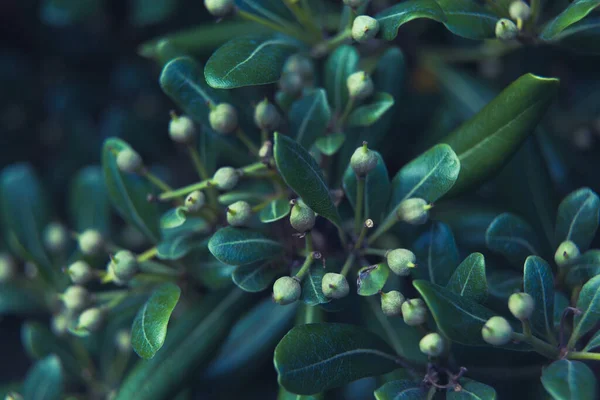 Belle Piante Giardino Estive Fiore — Foto Stock