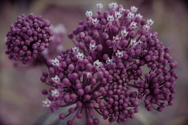 Belle Piante Giardino Estive Fiore — Foto Stock