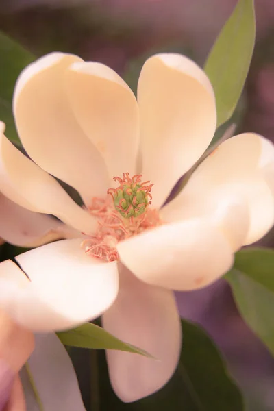 Vackra Sommarträdgårdsväxter Blom — Stockfoto