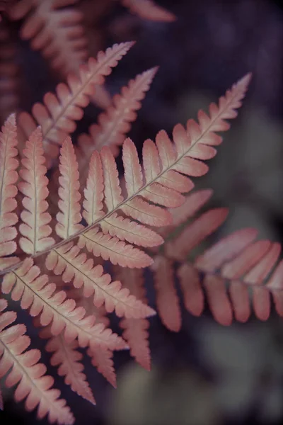 Belles Plantes Jardin Été Fleurs — Photo