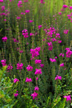 Çiçek açmış güzel yaz bahçeleri