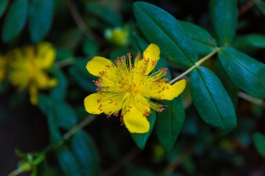 Çiçek açmış güzel yaz bahçeleri