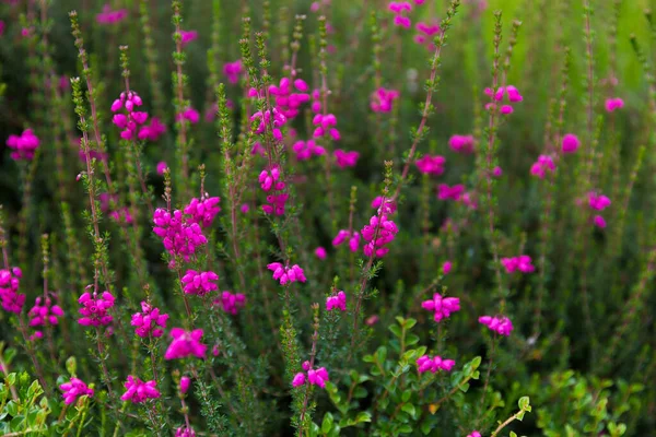 開花中の美しい夏の庭の植物 — ストック写真