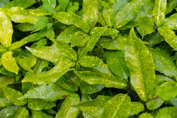 Piante Verdi Lussureggianti Giardino Estivo — Foto Stock