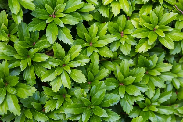 Weelderige Groene Planten Een Zomertuin — Stockfoto