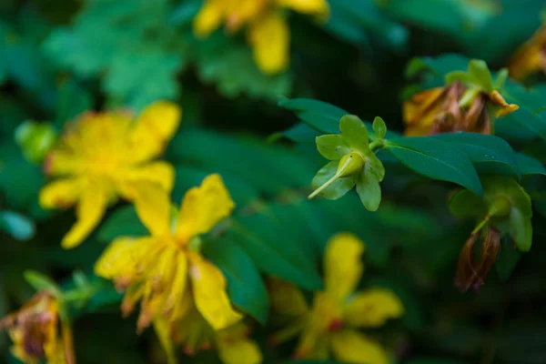 Belle Piante Giardino Estive Fiore — Foto Stock