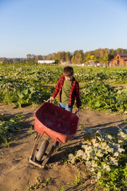 Aile çiftliğinden pompa alan bir çocukla sonbahar hasat geçmişi.