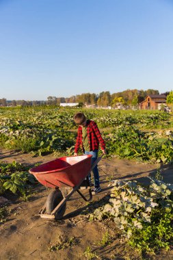 Aile çiftliğinden pompa alan bir çocukla sonbahar hasat geçmişi.