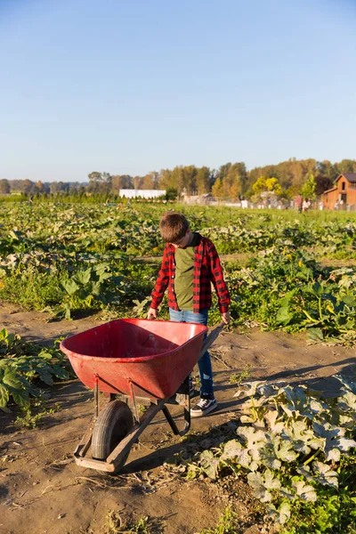 Hintergrund Der Herbsternte Mit Einem Jungen Der Auf Dem Bauernhof — Stockfoto