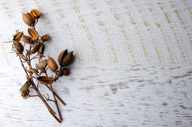 Pavlovnia çiçek dolu kutuları ile fışkın