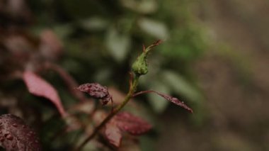 Islak tomurcuğa dokunan tanınmaz bir adam.