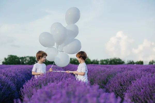 Two little boys in lavender field with white balloons, — Stock Photo, Image