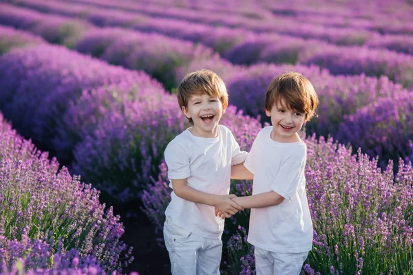 Two happy little boys in lavender field, sunny day, outdoors, — Stock Photo, Image