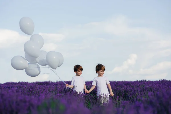 Two happy little boys hold hands, in lavender field, — Stock Photo, Image