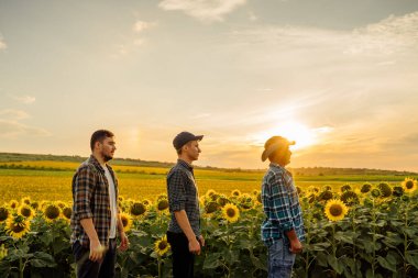 Üç çiftçiden oluşan bir grup baba ve iki oğul, gün batımında, ayçiçeği tarlasında.,