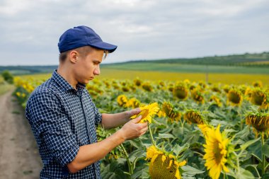 Agronomist tarlada yetişen ayçiçeği bitkisini inceliyor..