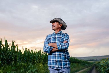 Tarlada ekilmiş mısır tarlasında duran bir çiftçinin yan görüntüsü