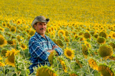 Ayçiçeği tarlasında duran yaşlı Hintli çiftçi