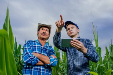 Düşük açılı, kıdemli ve genç çiftçi elinde tabletle mısır tarlasında duruyor.,