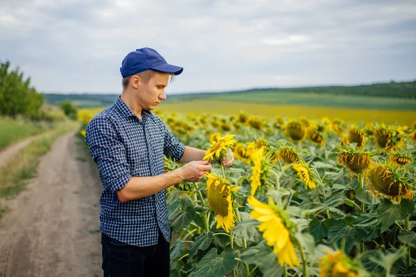 Joven agricultor de pie en el campo de girasol y examinar la cosecha . — Foto de Stock