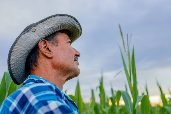 Starší farmář stojící na kukuřičném poli zkoumá obilí při západu slunce — Stock fotografie