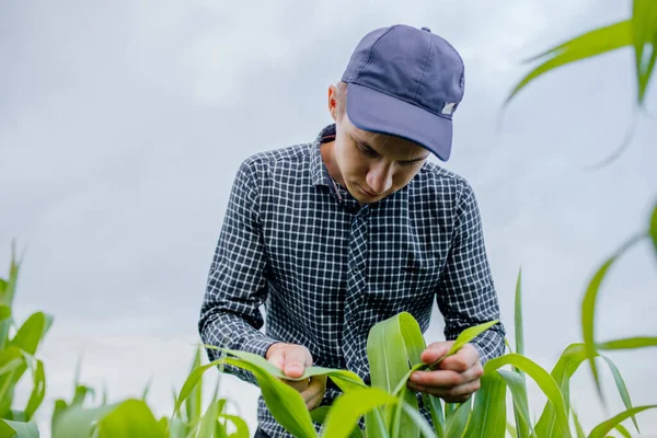 Zblízka, mladý zemědělec zkoumá a provádí kontrolu kvality na kukuřičné farmě, — Stock fotografie