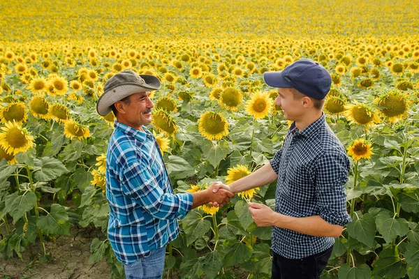 Handshake. Two farmer standing and shaking hands in a sunflower field.