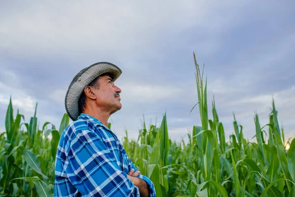 Vista lateral de un agricultor senior de pie en el campo de maíz — Foto de Stock