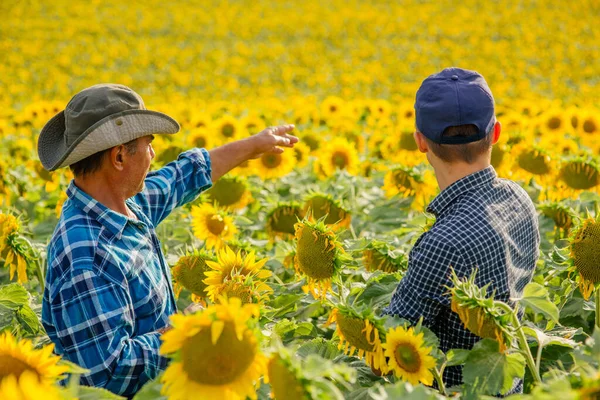 Hijo y padre, granjeros de pie en un campo de girasoles, mirando y señalando, — Foto de Stock
