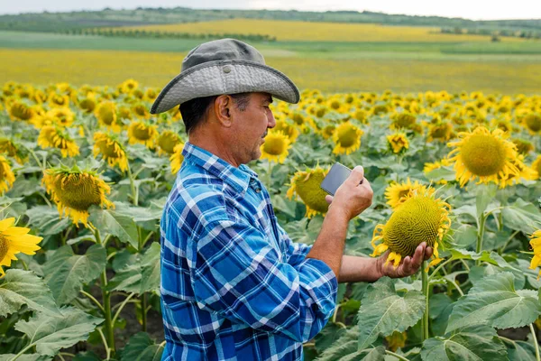 Agricultor en el campo de girasol, la grabación de contenido para el blog de estilo de vida vlog , — Foto de Stock