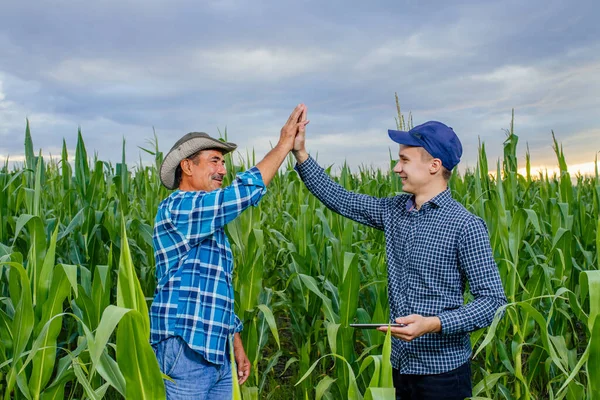 Dva farmáři stojí na kukuřičném poli. — Stock fotografie